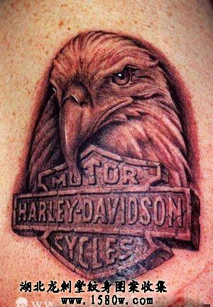 ��ӥ����ͼƬ