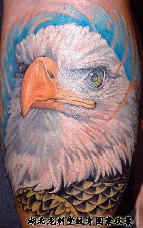 ŷʽ��ӥ����ͼ��