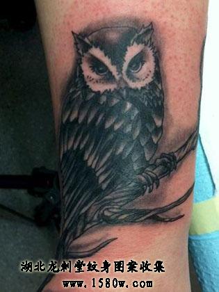 èͷӥ�����ֲ�����