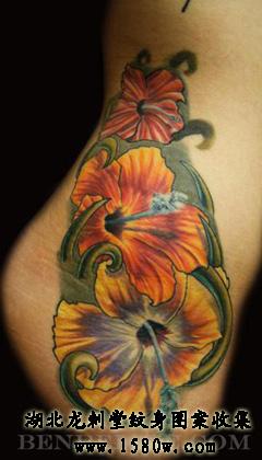 ŷʽ�ٺ�������������